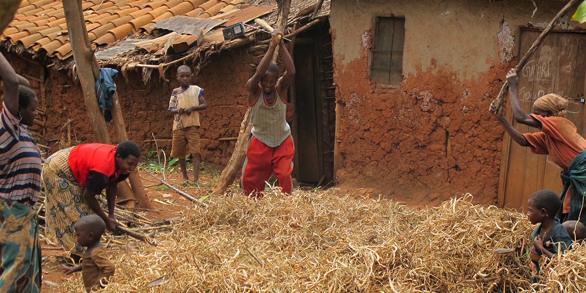 Local family from JRS project thresh their bean crop.