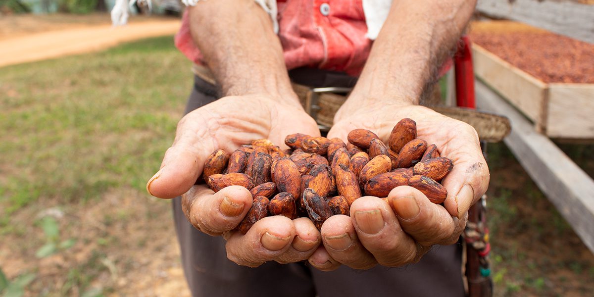 Un homme déplacé montre des grains de cacao produits avec le soutien de JRS à Magdalena Medio, Colombie
